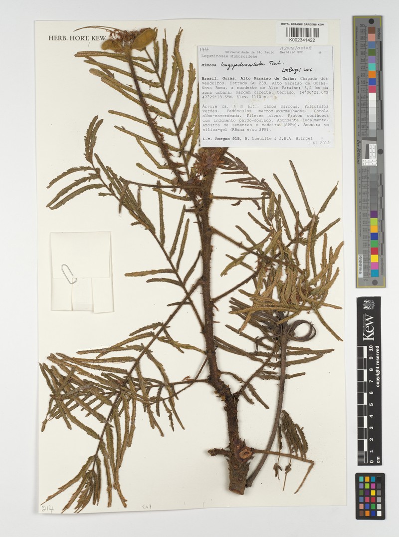 Mimosa longepedunculata photo 3