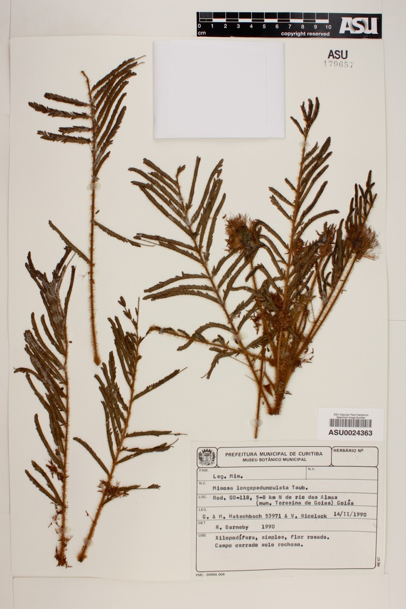 Mimosa longepedunculata photo 4