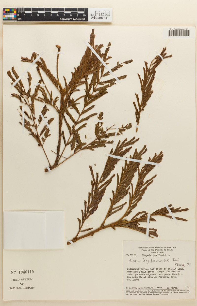 Mimosa longepedunculata photo 5