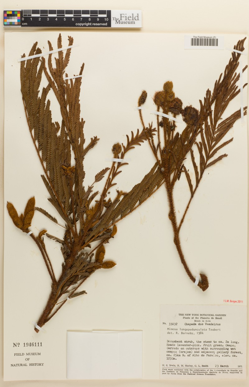 Mimosa longepedunculata photo 6
