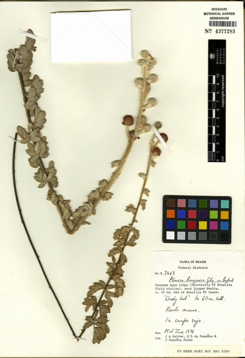 Mimosa longiracemosa
