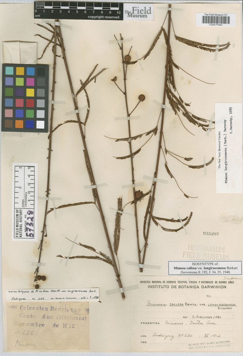 Mimosa longiracemosa photo 2