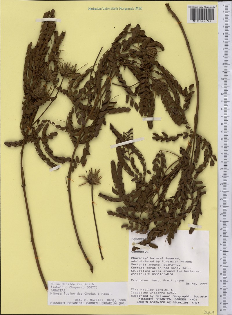 Mimosa lupinoides
