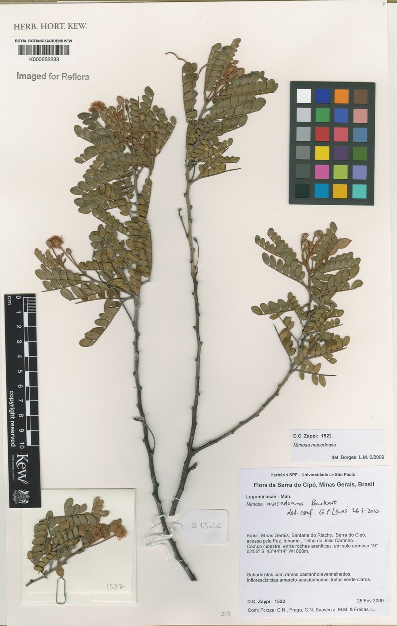 Mimosa macedoana