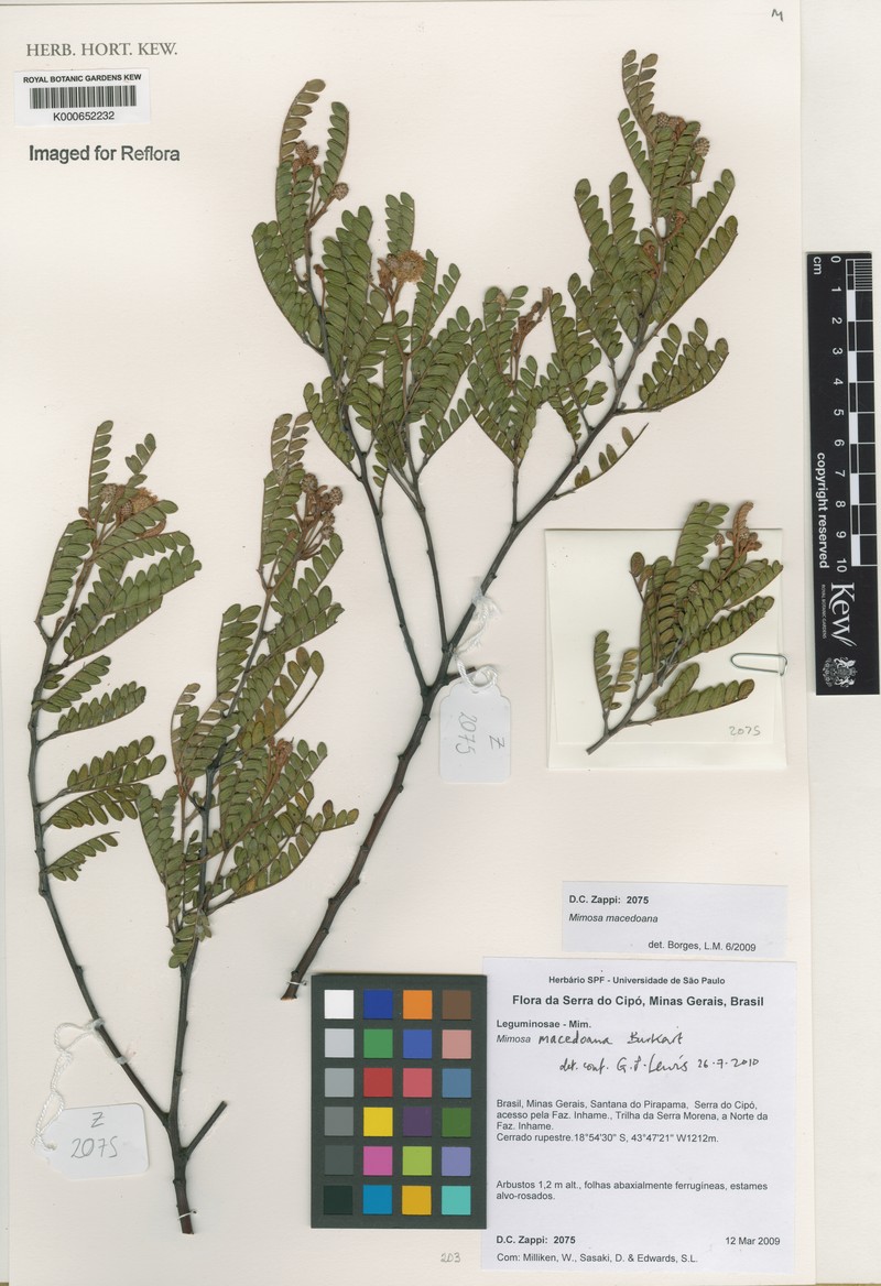 Mimosa macedoana photo 2