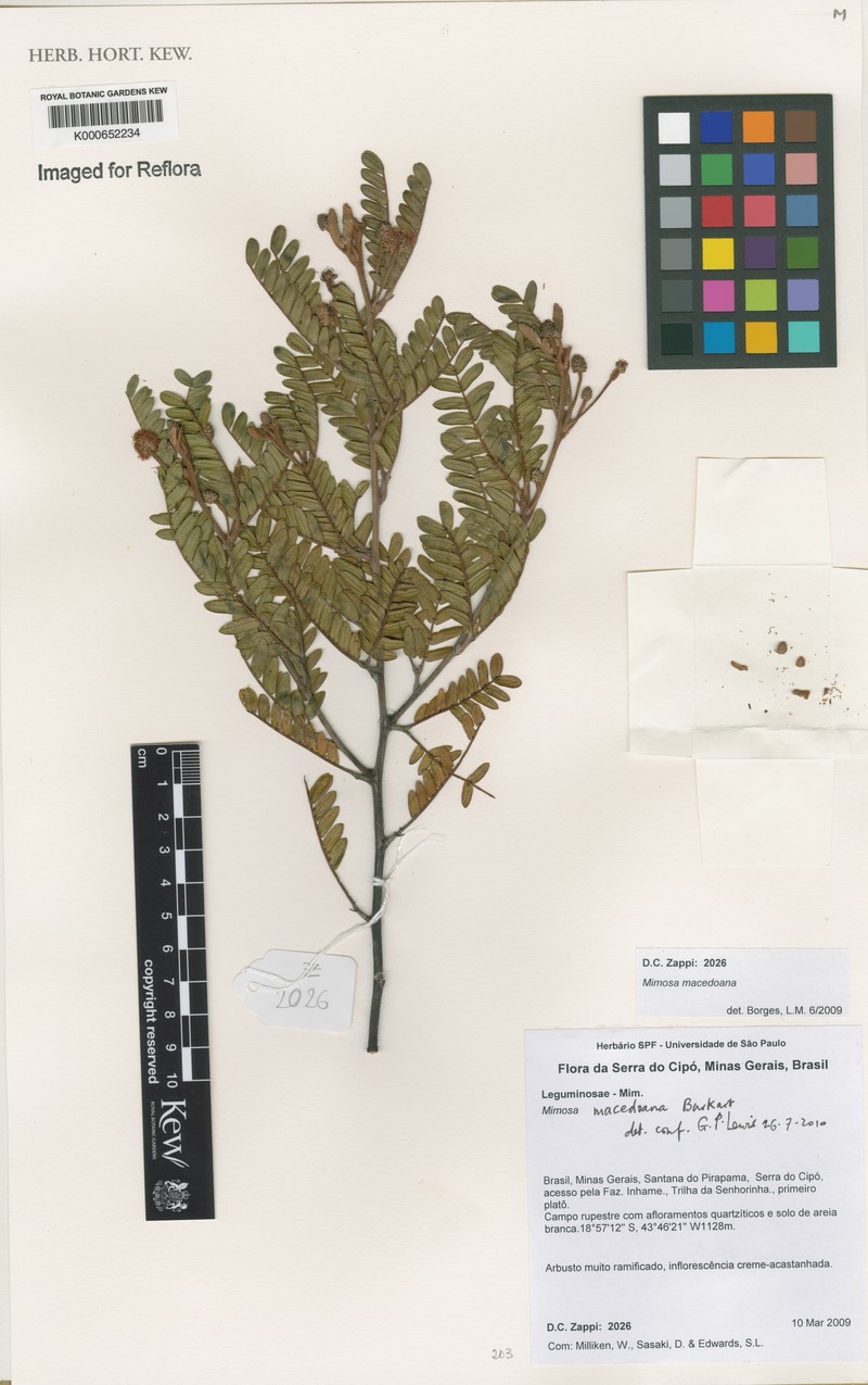 Mimosa macedoana photo 3