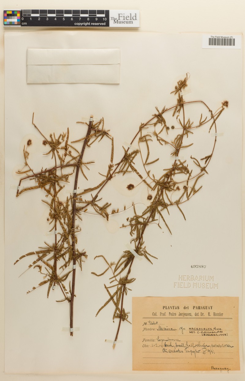 Mimosa macrocalyx
