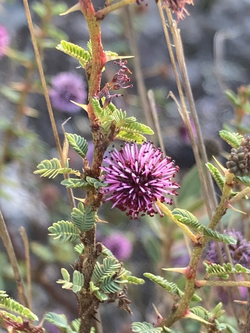 Mimosa magentea