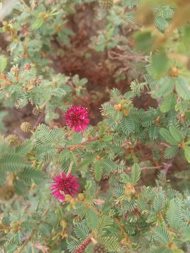 Mimosa magentea photo 3