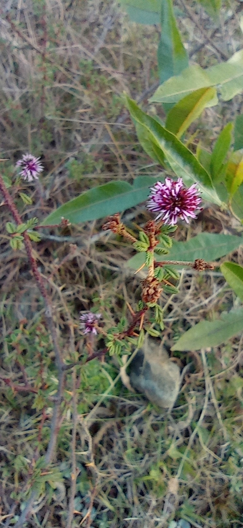 Mimosa magentea photo 4