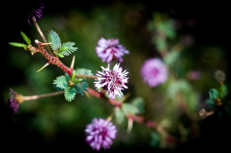 Mimosa magentea photo 6