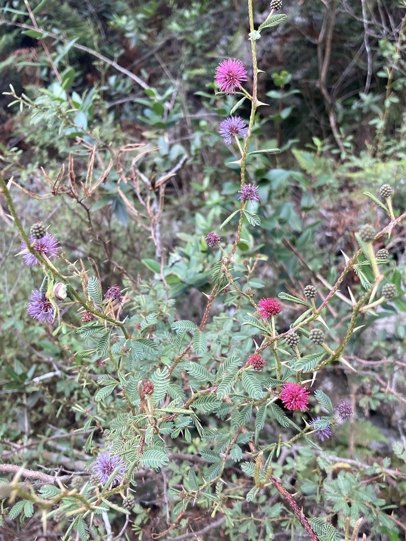 Mimosa magentea photo 7