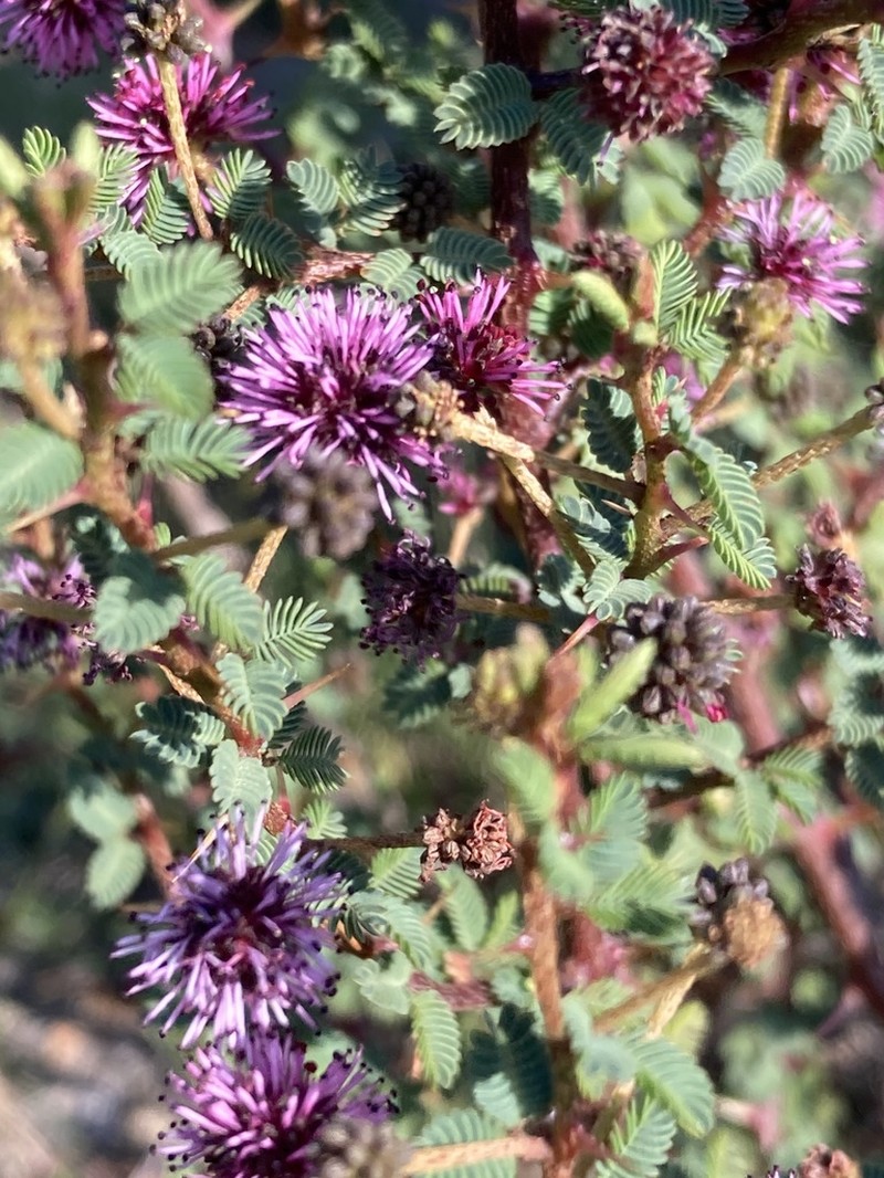 Mimosa magentea photo 8