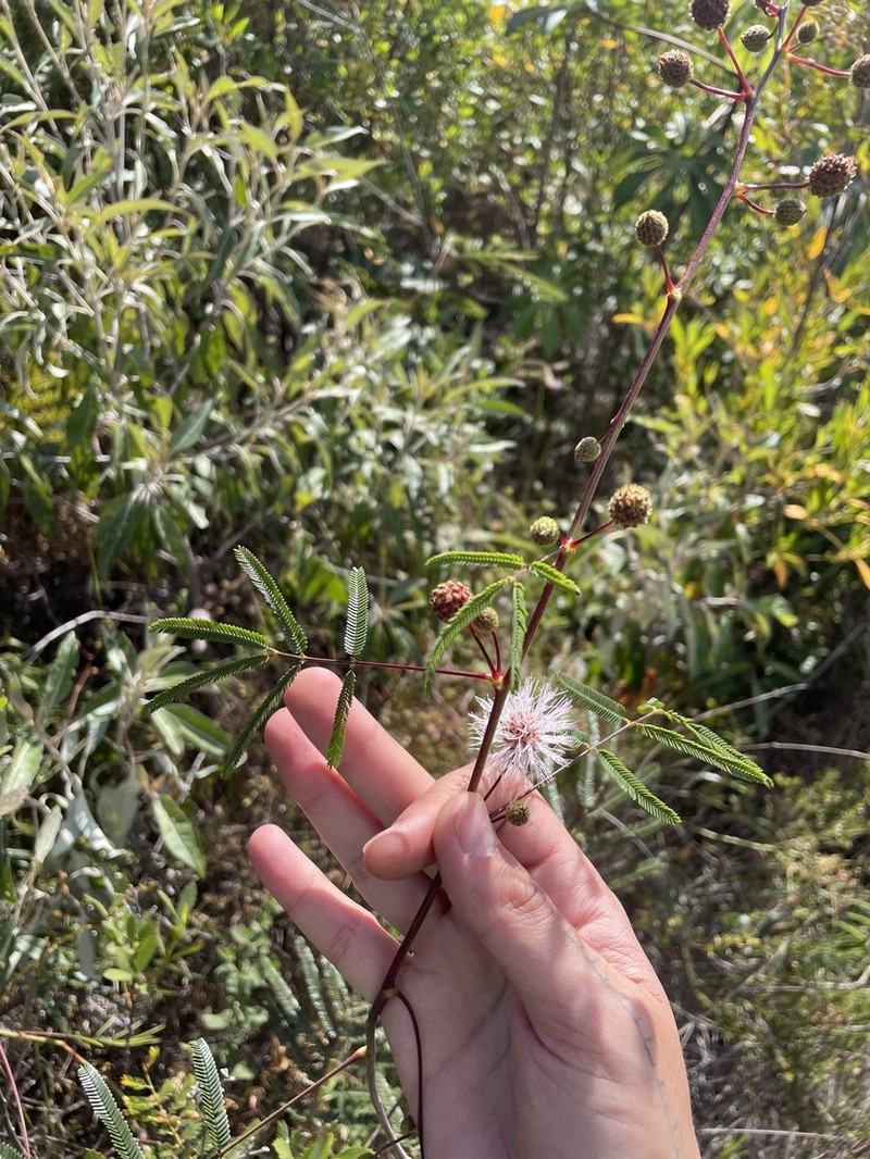 Mimosa maguirei