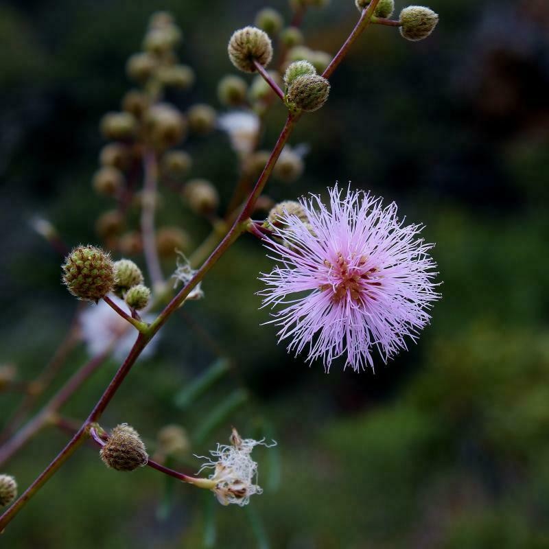 Mimosa maguirei photo 2