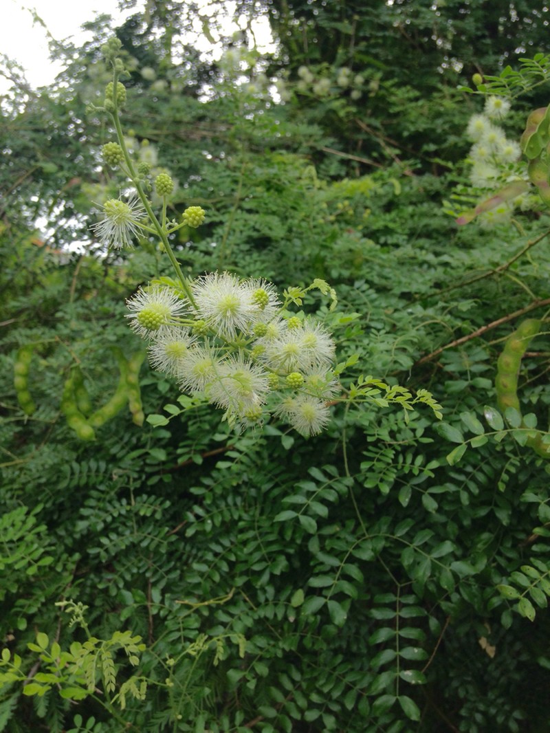 Softleaf Mimosa