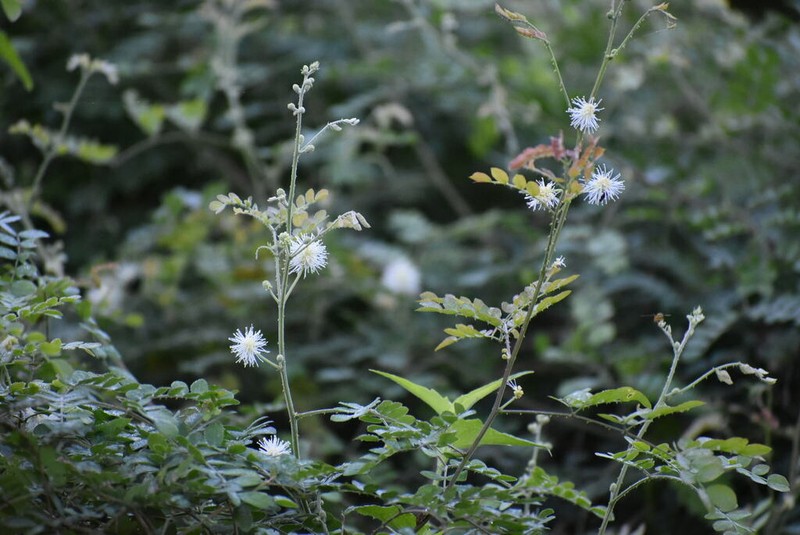 Softleaf Mimosa photo 2