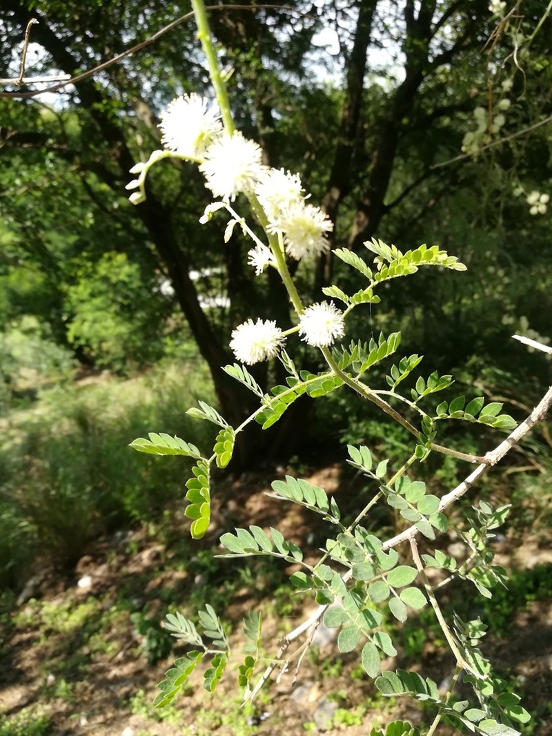Softleaf Mimosa photo 3