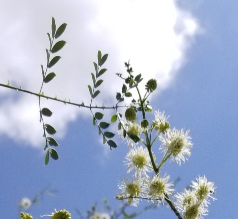 Softleaf Mimosa photo 4