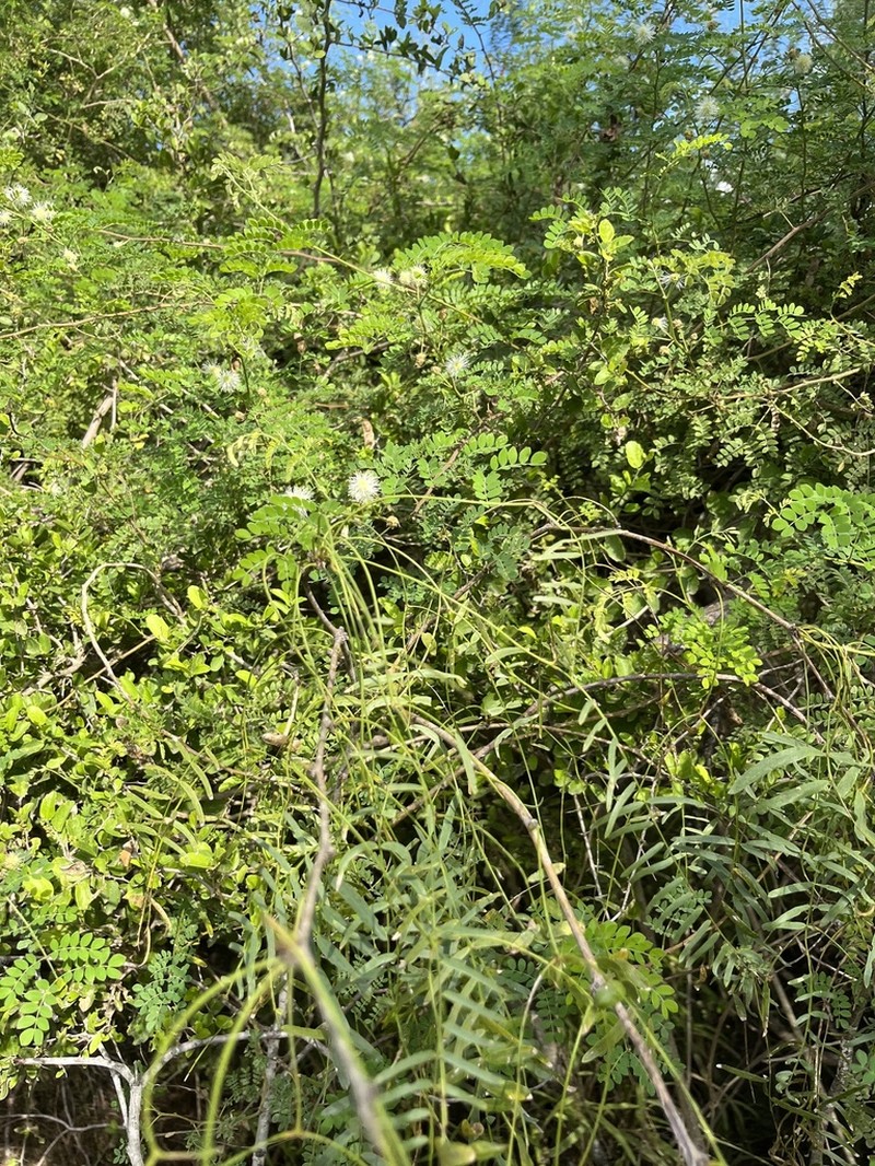 Softleaf Mimosa photo 5