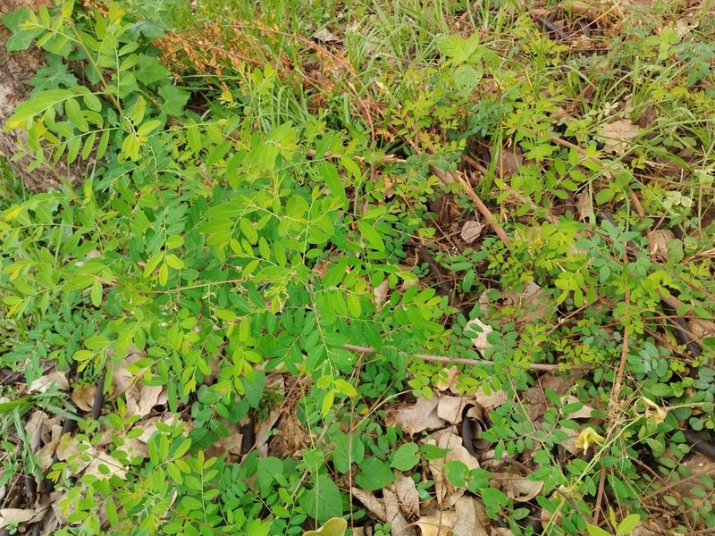 Softleaf Mimosa photo 6