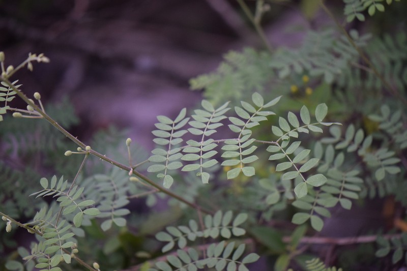 Softleaf Mimosa photo 7