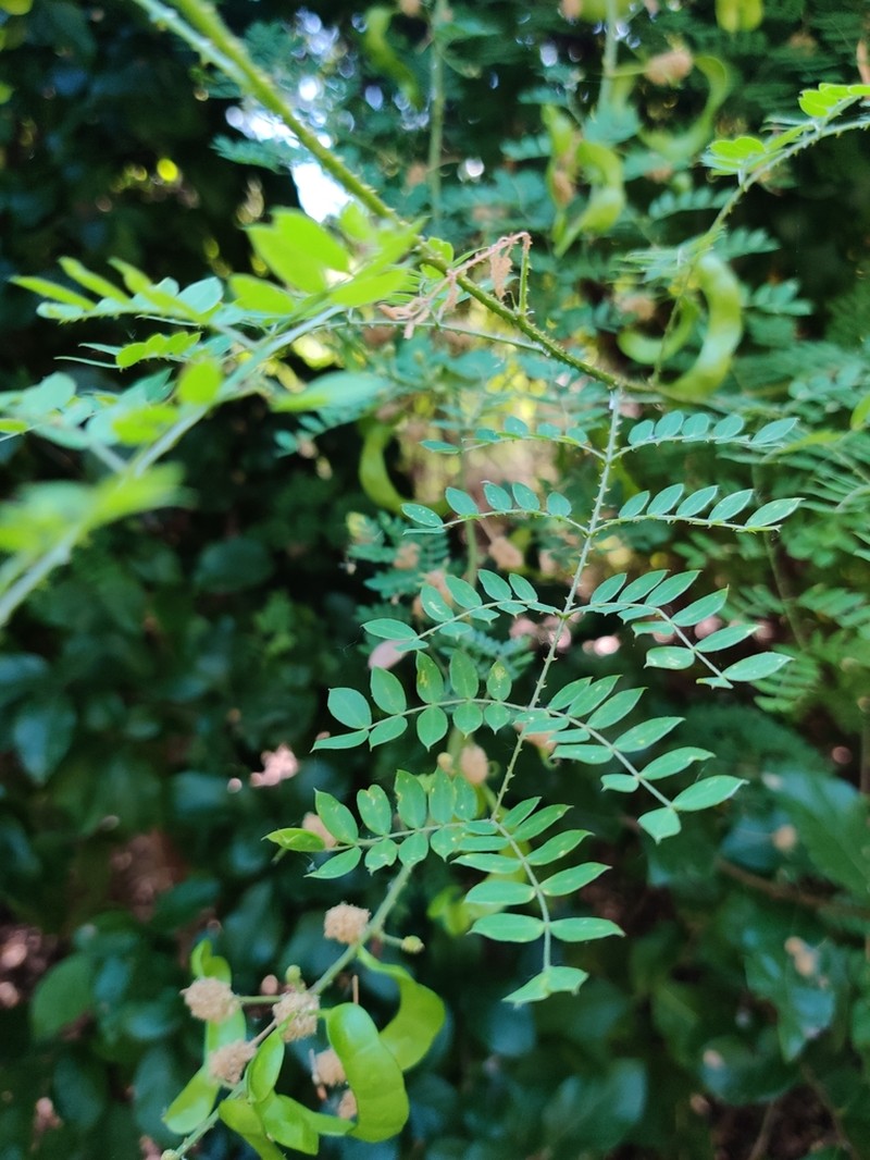 Softleaf Mimosa photo 8