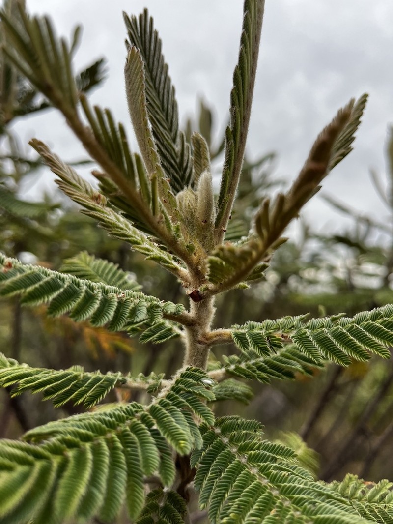 Mimosa manidea photo 2