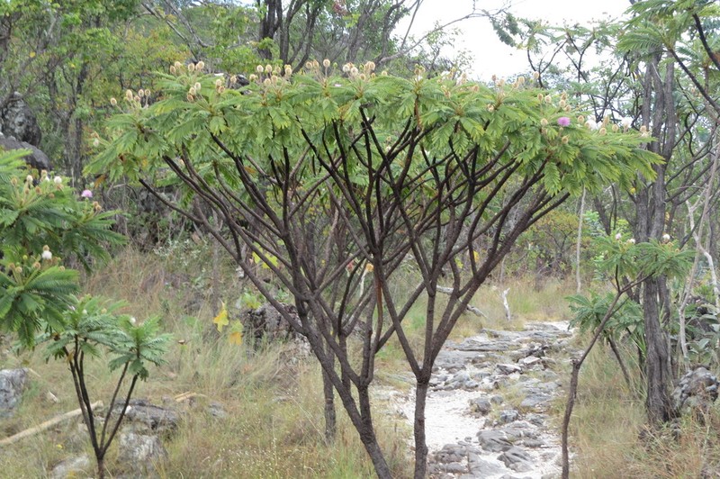 Mimosa manidea photo 3