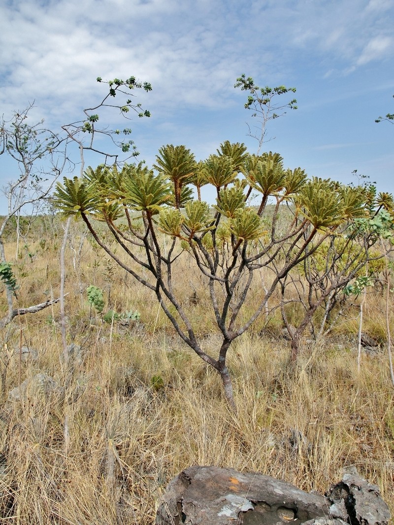 Mimosa manidea photo 4