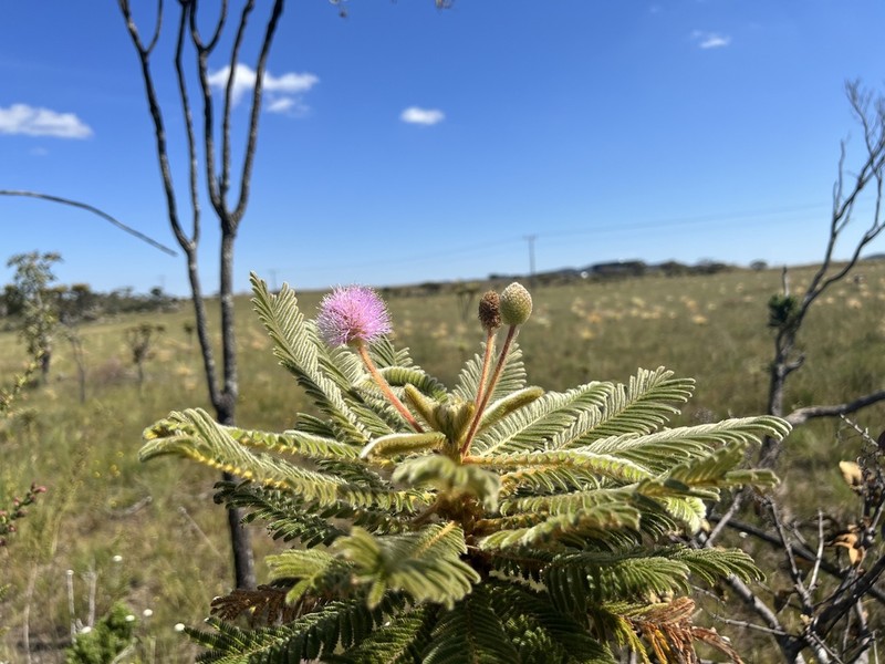 Mimosa manidea photo 5