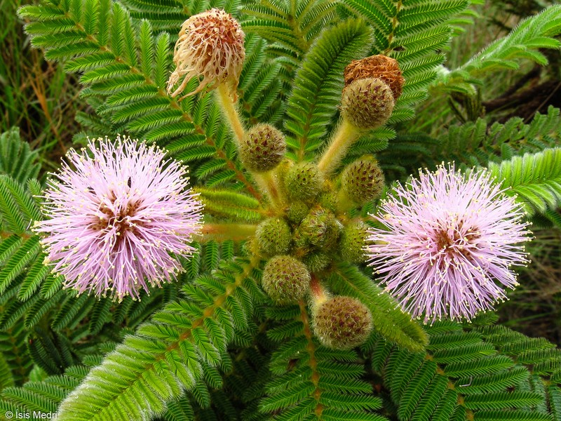 Mimosa manidea photo 6
