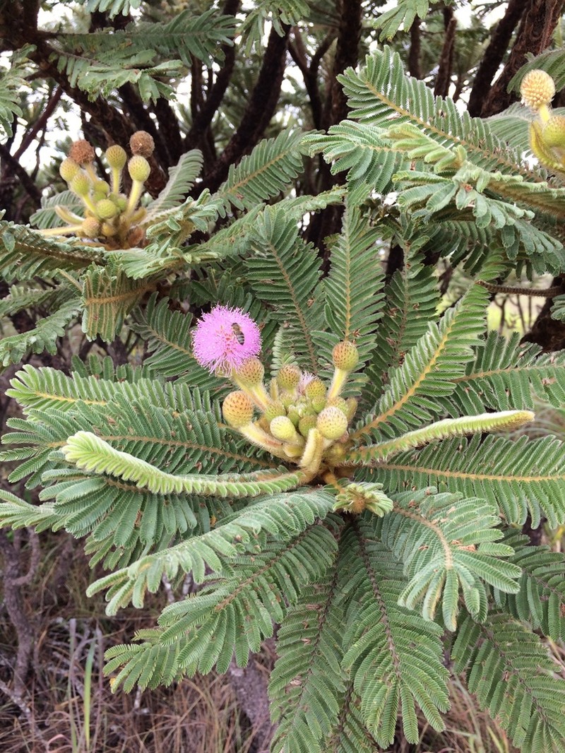 Mimosa manidea photo 7