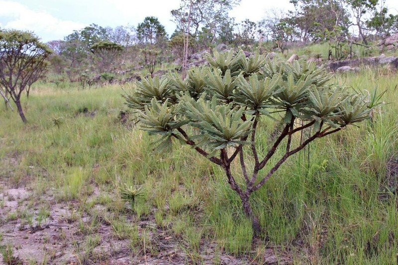 Mimosa manidea photo 8