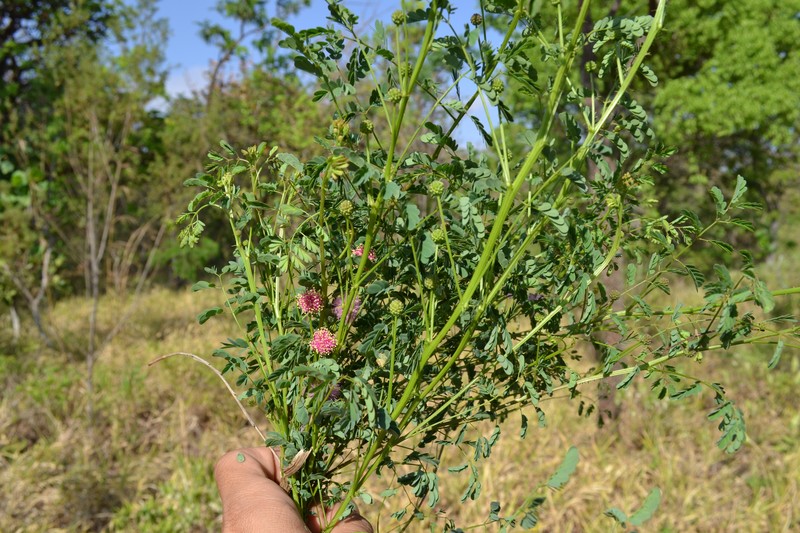 Mimosa maracayuensis