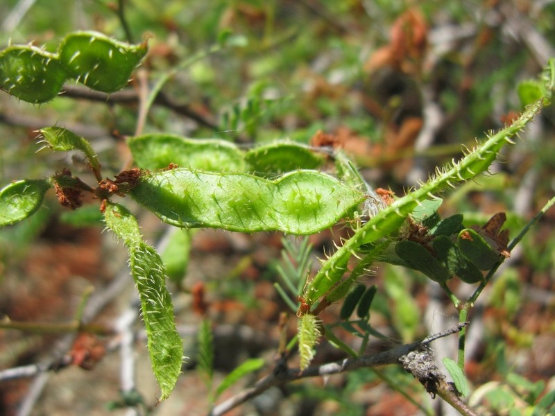 Mimosa margaritae