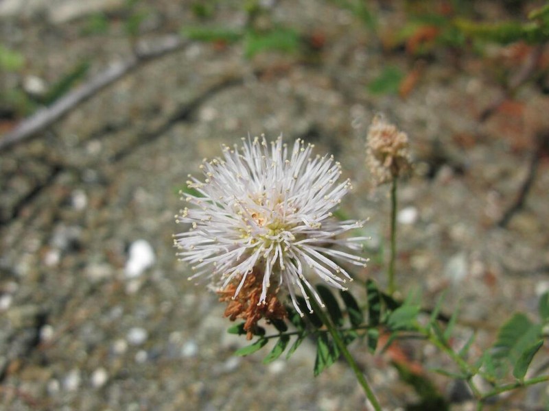Mimosa margaritae photo 3