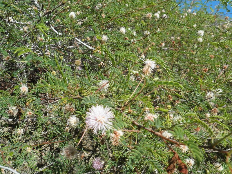 Mimosa margaritae photo 4