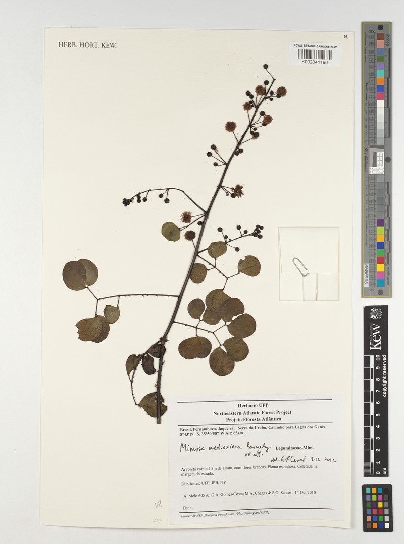 Mimosa medioxima