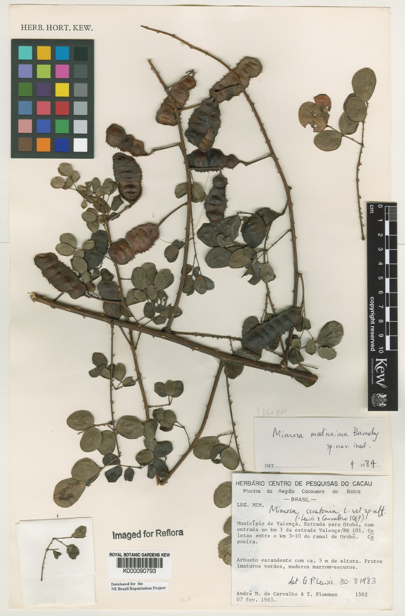 Mimosa medioxima photo 2