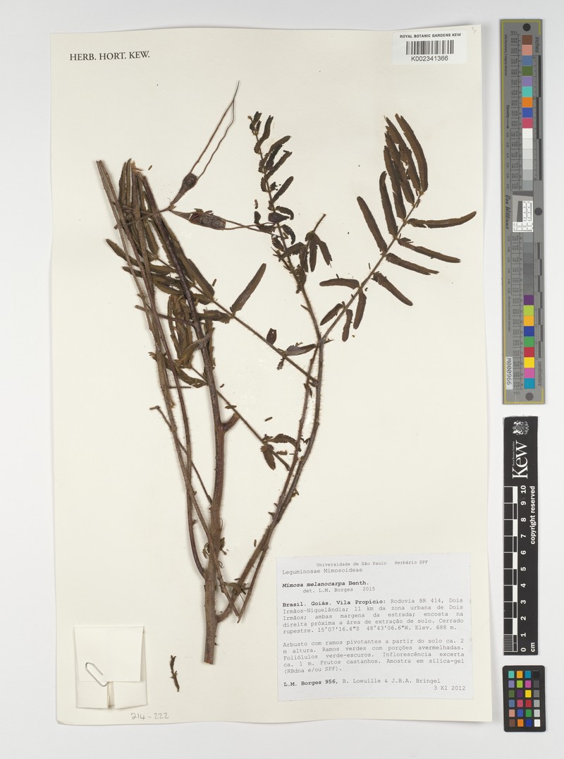 Mimosa melanocarpa