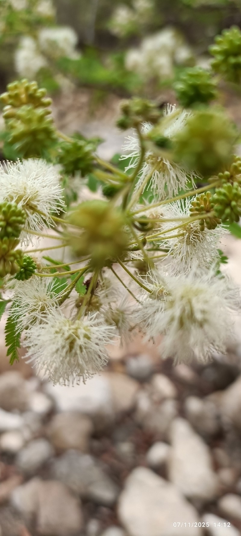 Mimosa menabeensis