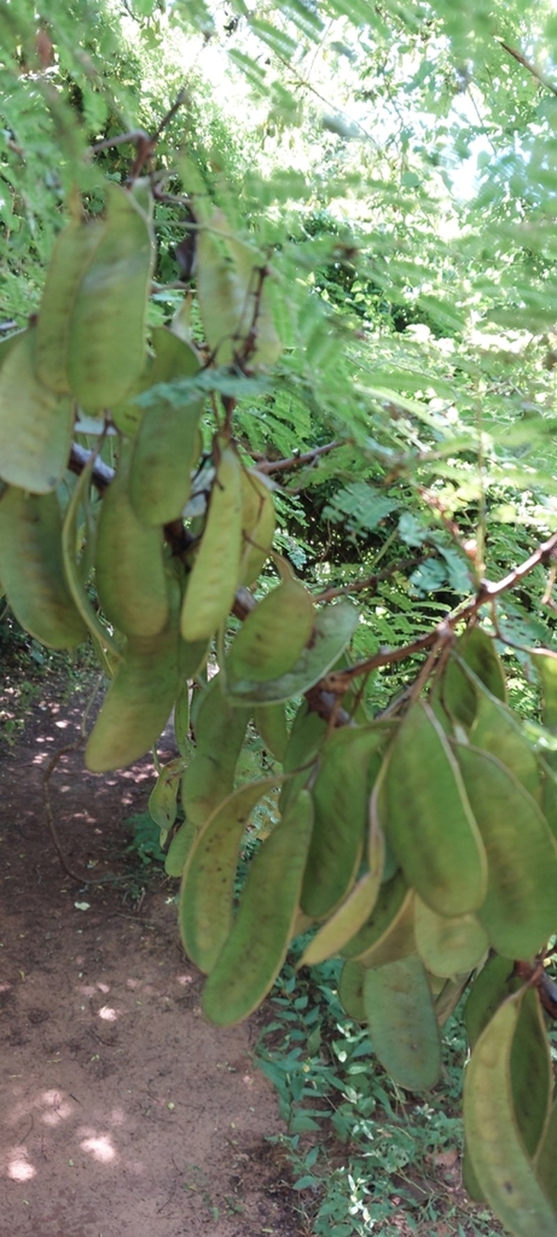 Mimosa menabeensis photo 2