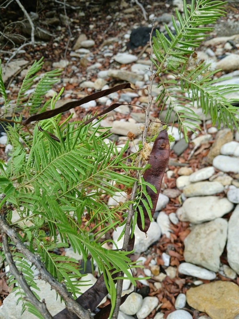 Mimosa menabeensis photo 4