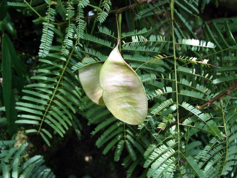 Mimosa menabeensis photo 6