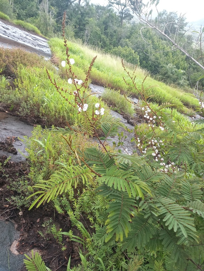 Mimosa microcephala photo 2