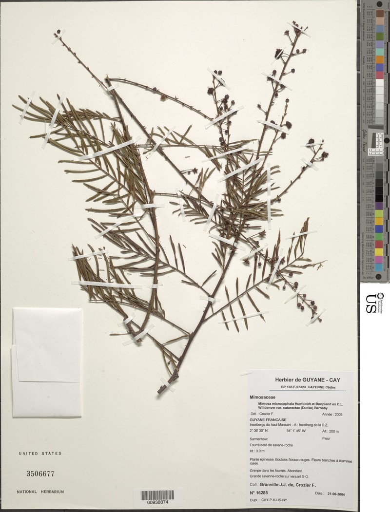 Mimosa microcephala subsp. cataractae photo 3