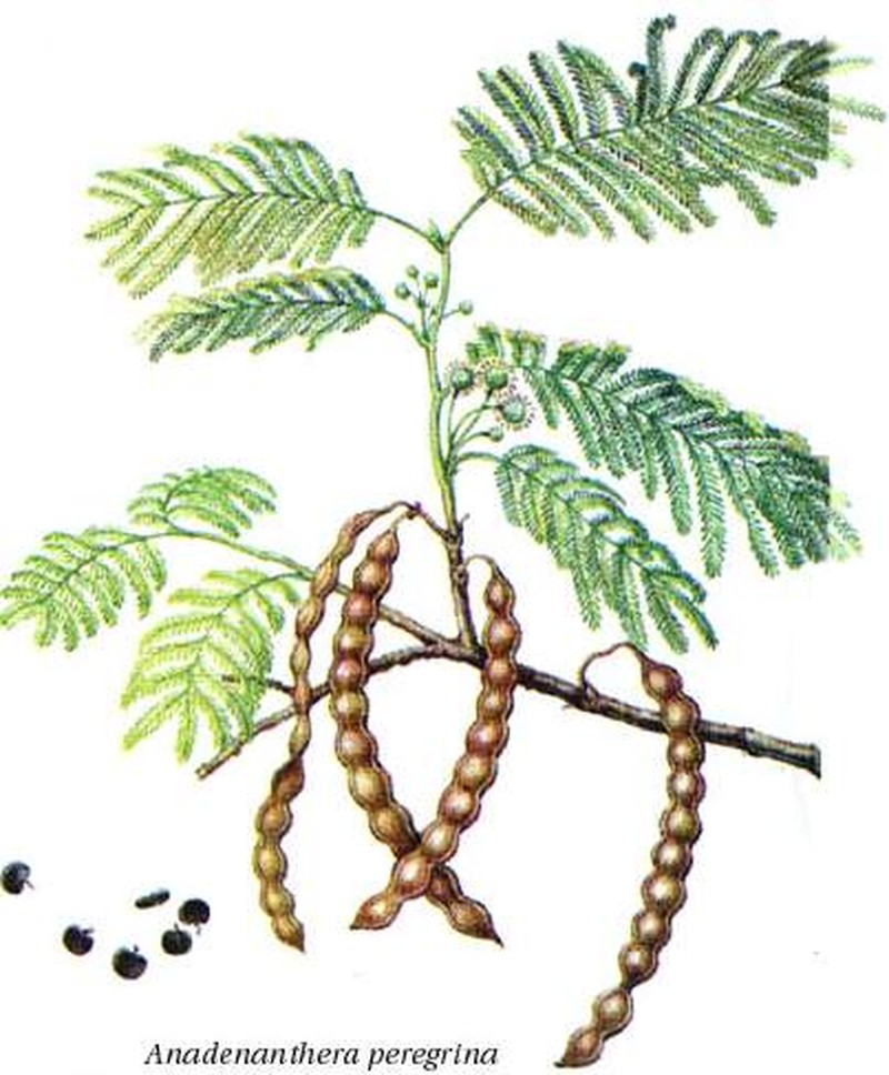 Littleleaf Sensitive-Briar photo 2