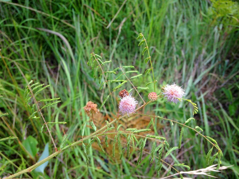 Littleleaf Sensitive-Briar