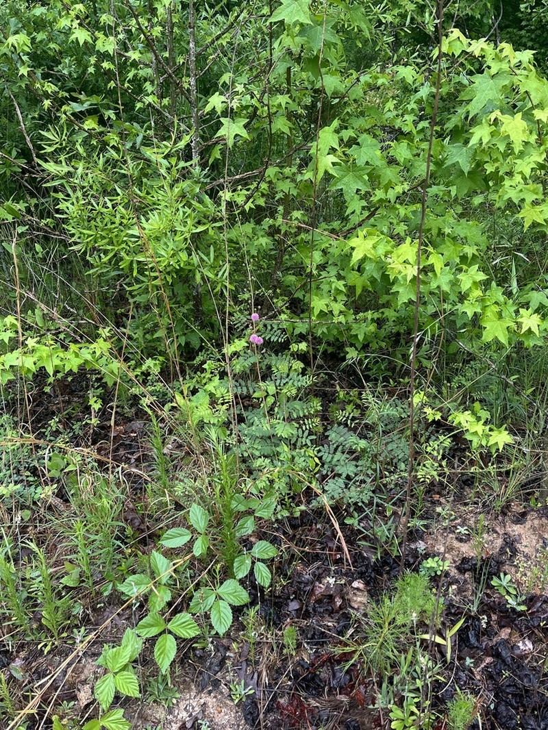 Littleleaf Sensitive-Briar photo 3